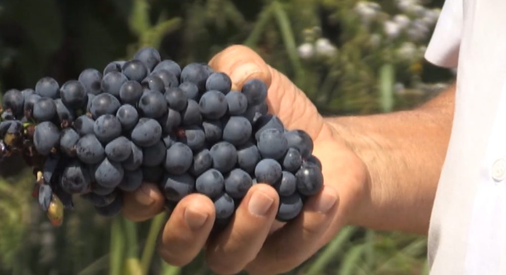 Valjevsko vinogorje