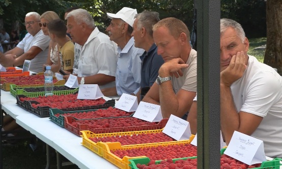 Brankovina u znaku maline