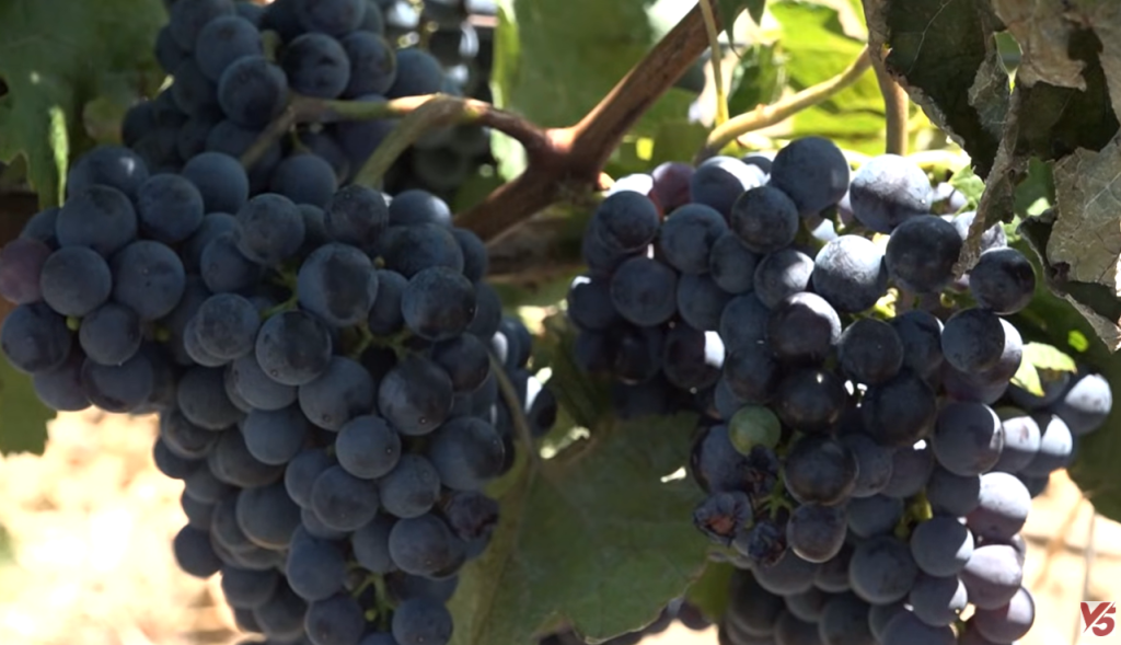 PREPOROD VALJEVSKOG VINOGRADARSTVA